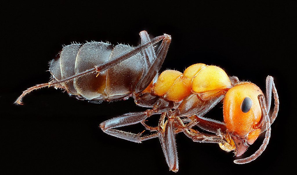 Ant Control service in San Rafael, CA