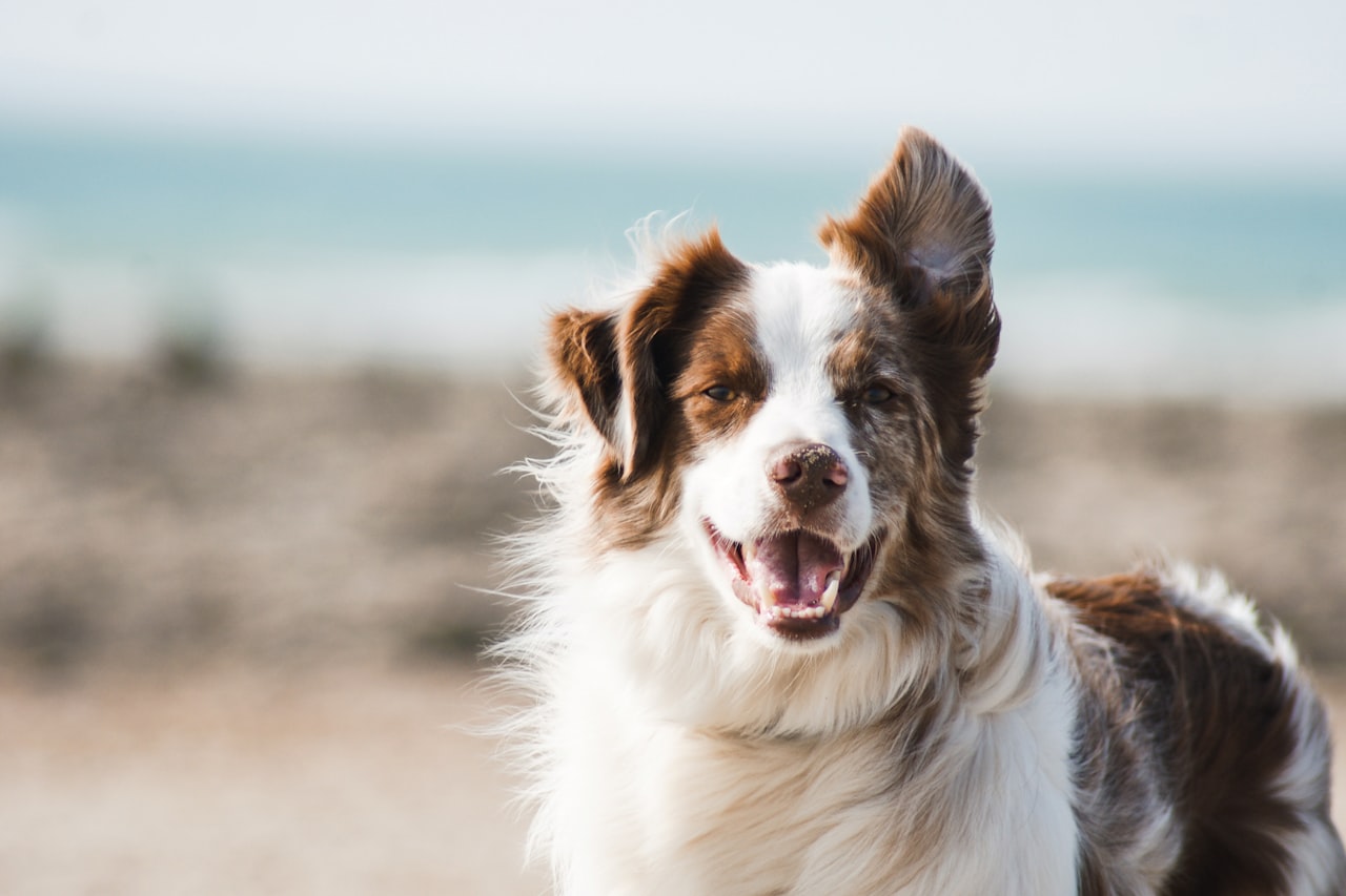 Flea & Tick Control service in San Rafael, CA