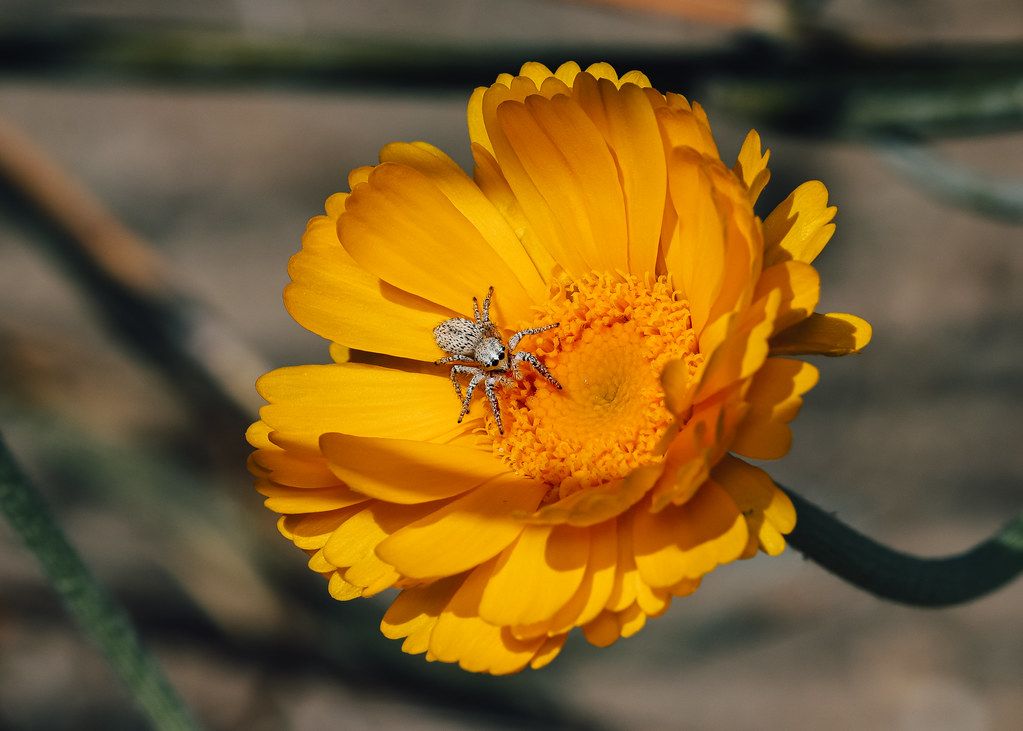 Spider Control service in San Rafael, CA